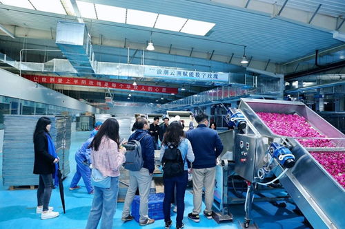 浪潮云洲 系牢數(shù)字黨建結(jié),遍鋪平陰玫瑰香